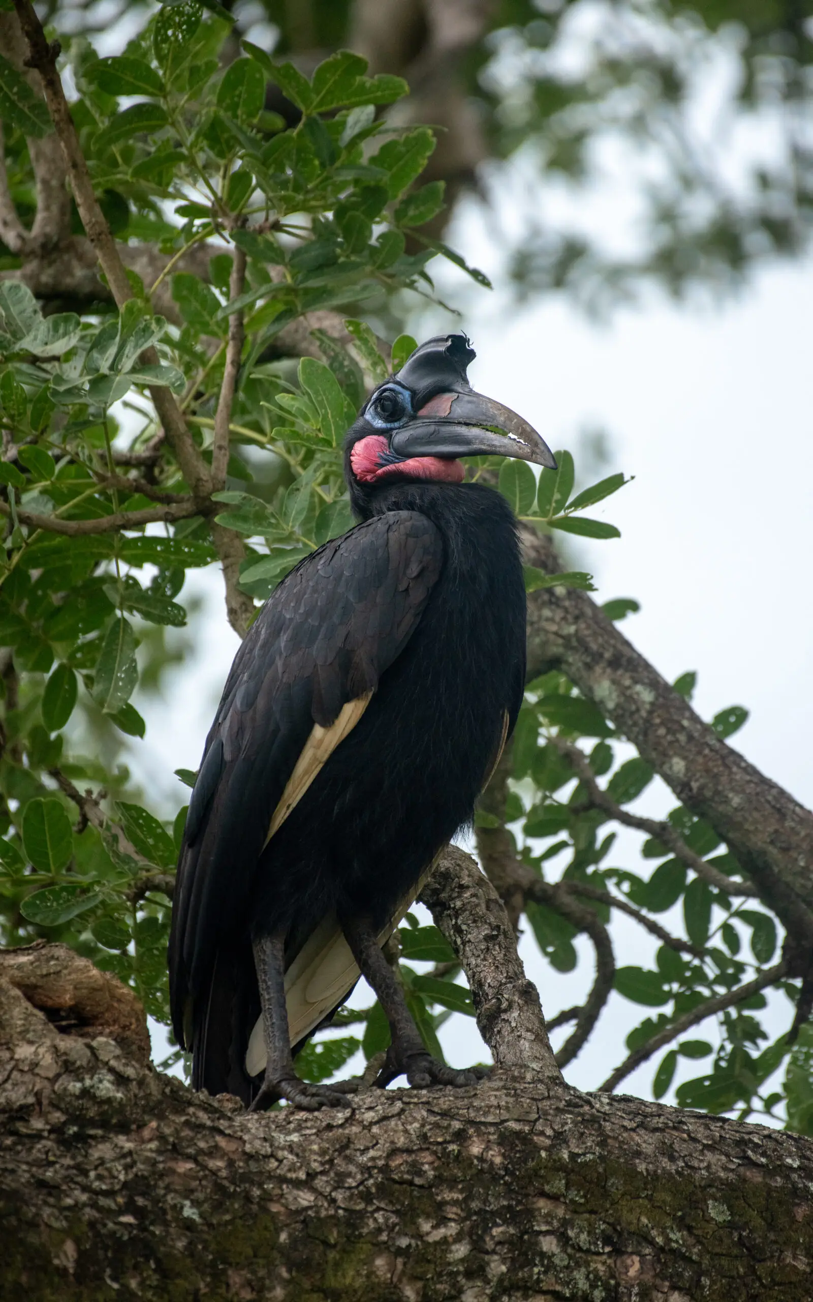 TTP23Kidepo-75